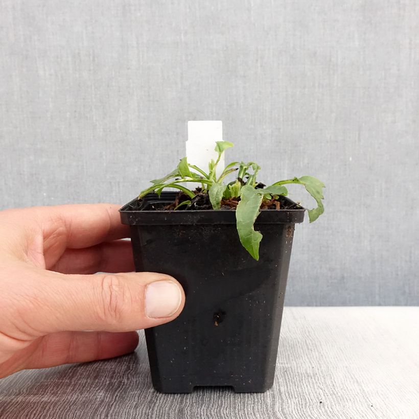 Example of Echinacea purpurea Espinoso Yellow Vasetto da 8/9 cm as you get in printemps