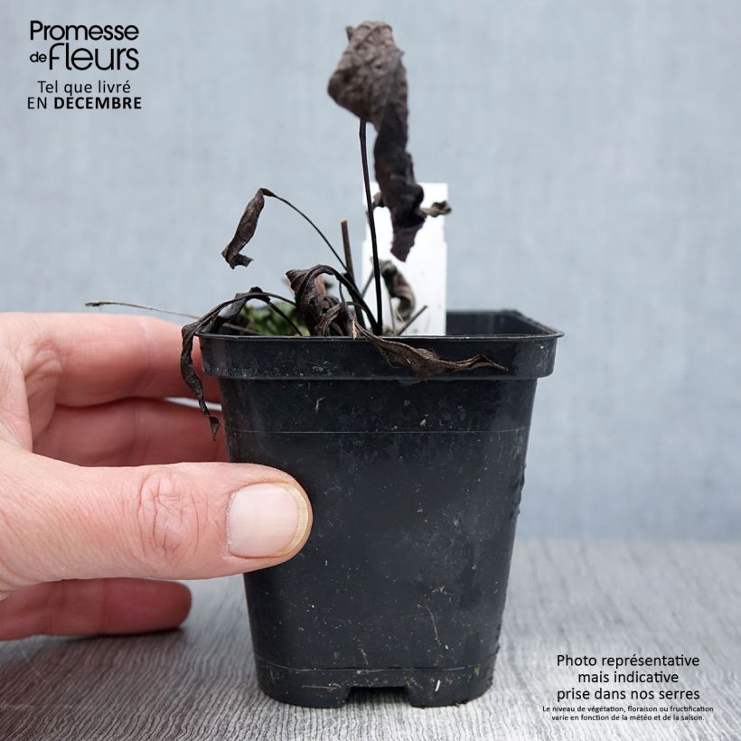 Esemplare di Echinacea purpurea Leuchtstern - Echinacée Godet de 8/9 cm come consegnato in autunno