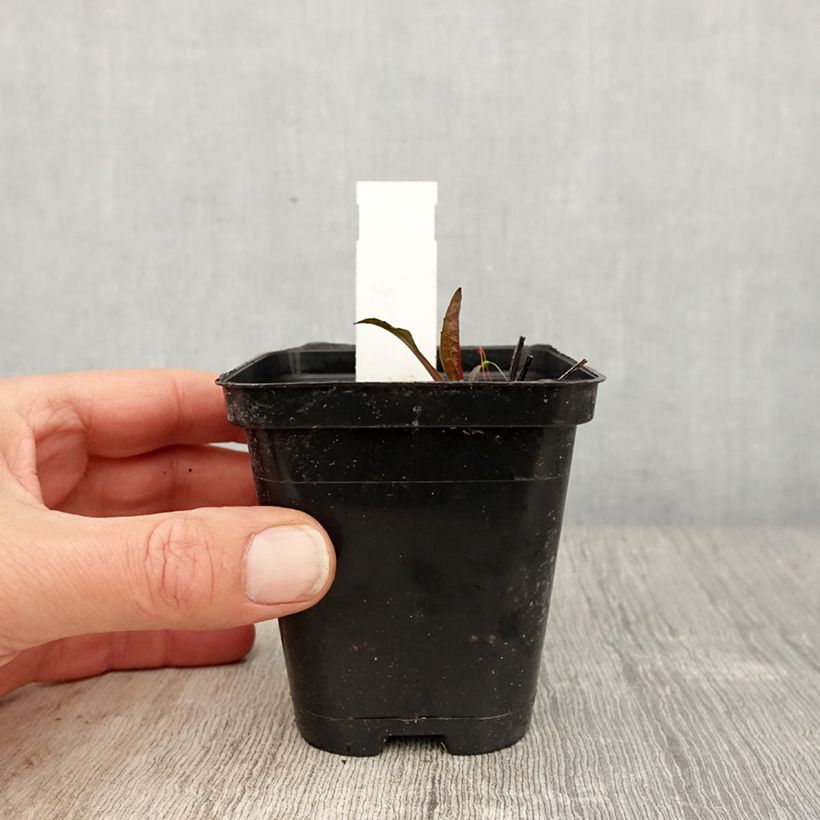 Echinacea purpurea Leuchtstern Vasetto da 8/9 cm esemplare consegnato in primavera