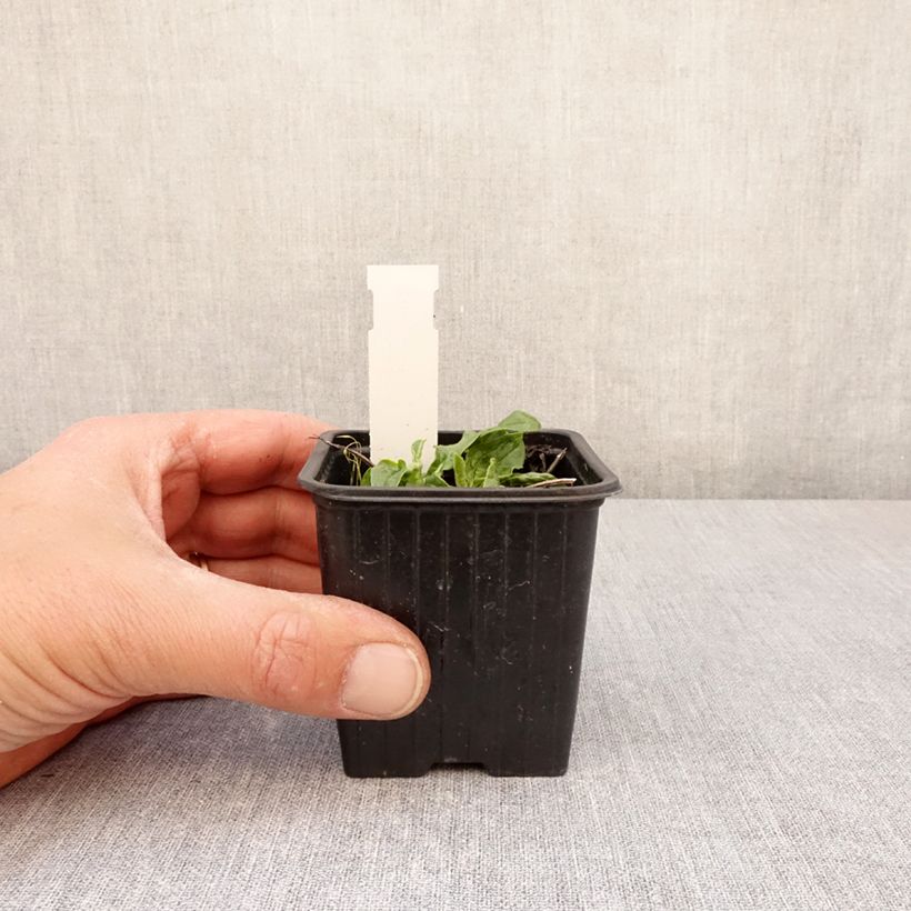 Echinacea purpurea Mellow Yellows - Echinacée Vasetto da 8/9 cm esemplare consegnato in primavera