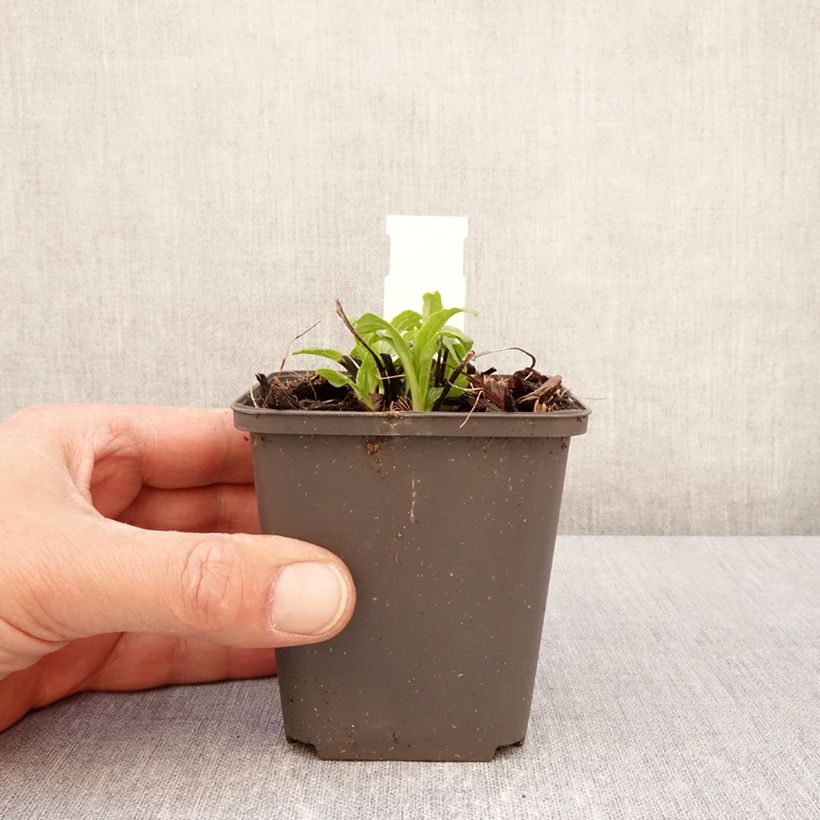 Echinacea purpurea Milkshake Vasetto da 8/9 cm esemplare consegnato in primavera