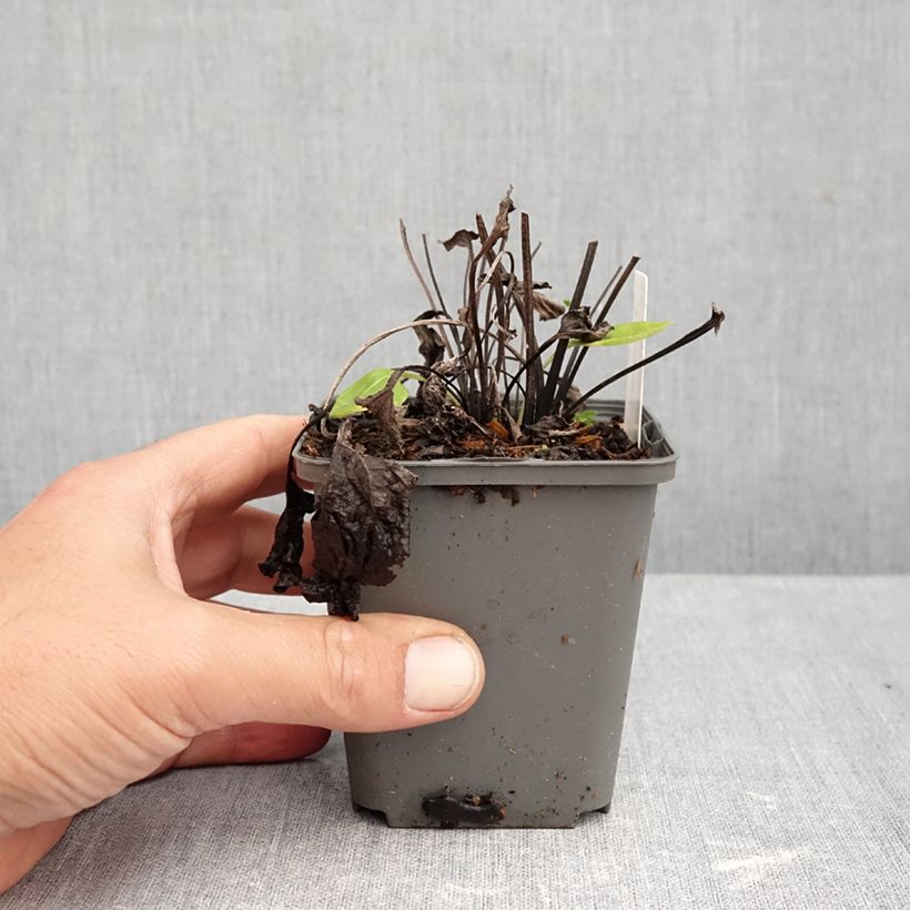 Esemplare di Echinacea purpurea Milkshake Vasetto da 8/9 cm come consegnato in autunno