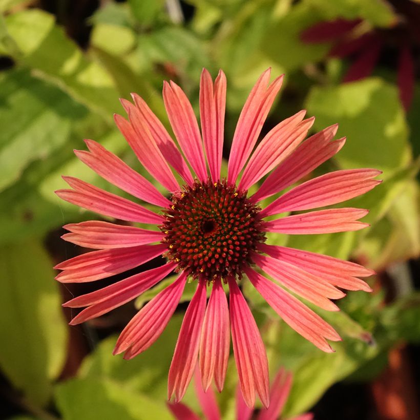 Echinacea purpurea Summer Cocktail (Fioritura)
