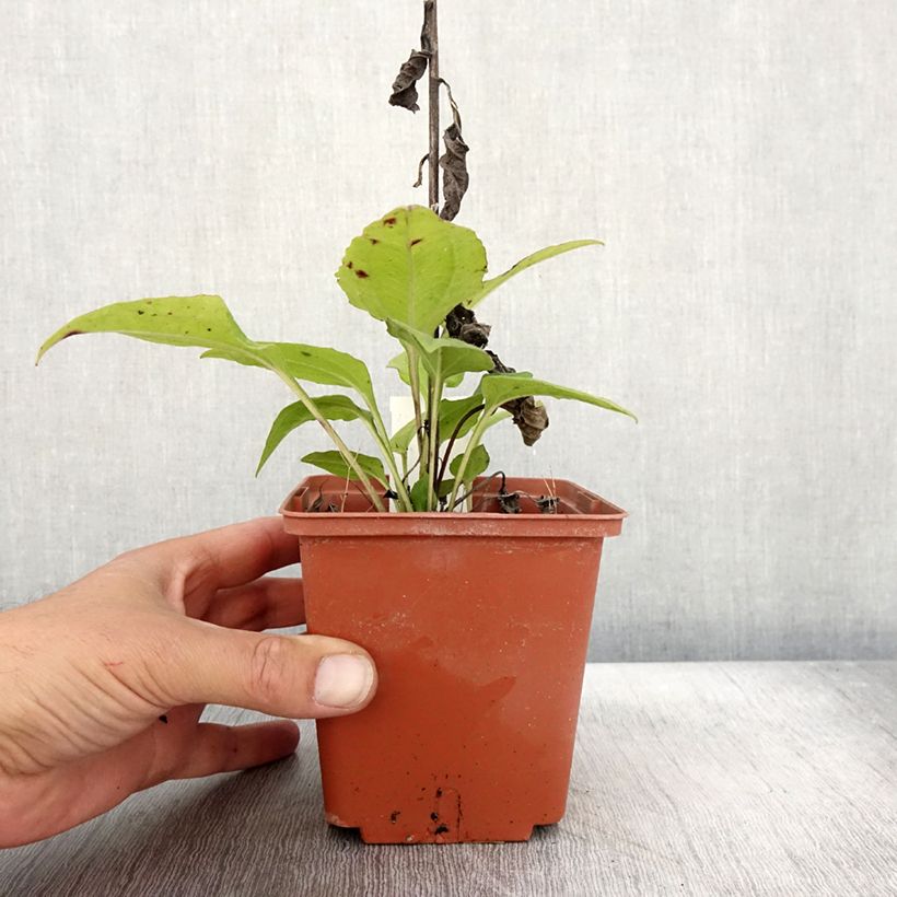 Esemplare di Echinacea purpurea Summer Cocktail Pot de 1L/1,5L come consegnato in autunno