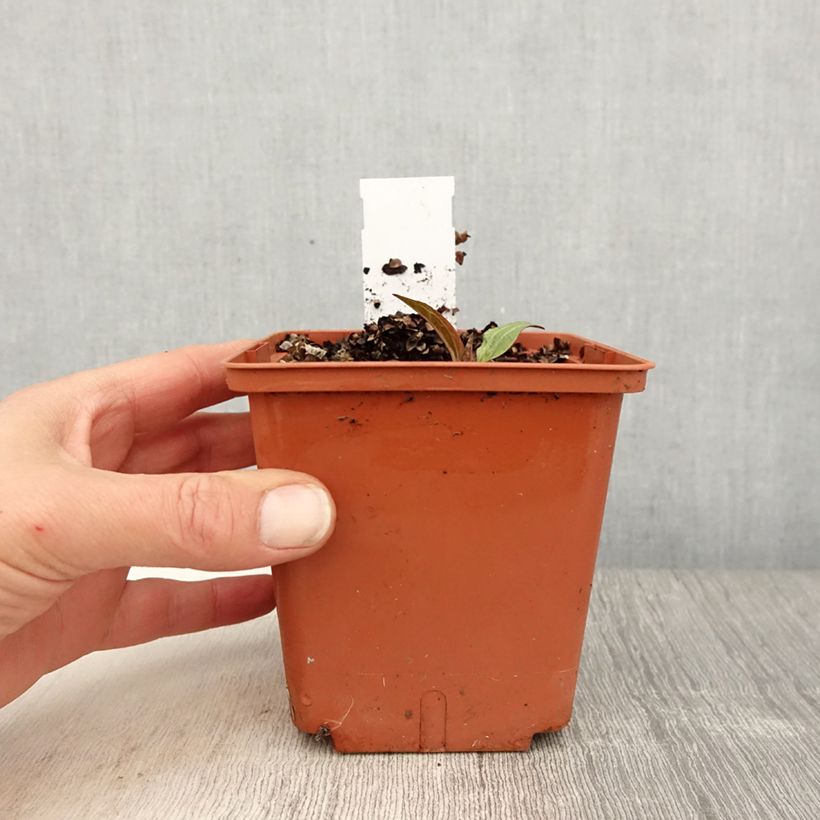 Echinacea purpurea Summer Cocktail Vaso da 1L/1,5L esemplare consegnato in primavera