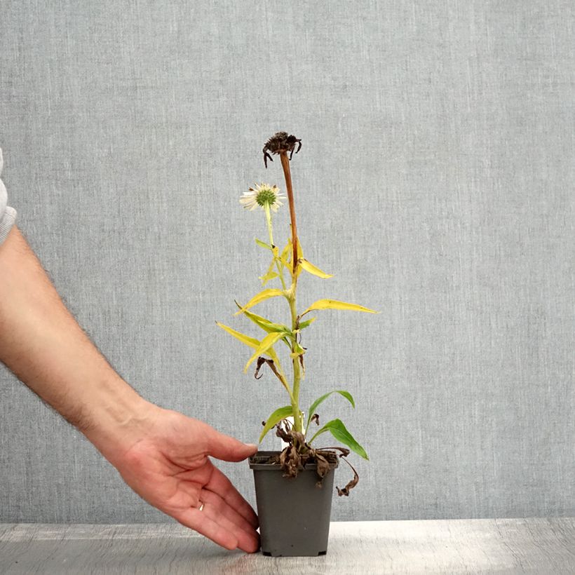 Esemplare di Echinacea purpurea White Meditation Godet de 8/9 cm come consegnato in autunno