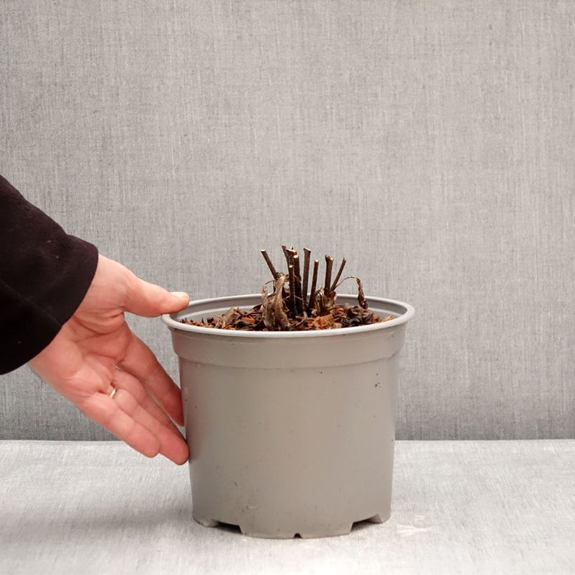 Echinacea purpurea White Meditation Vaso da 3L/4L esemplare consegnato in inverno