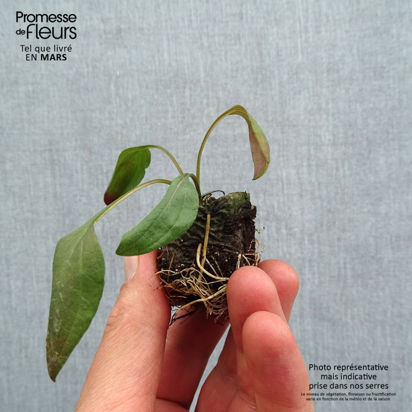 Echinacea purpurea Sun Magic Vintage Ruby mini zolla... esemplare consegnato in primavera