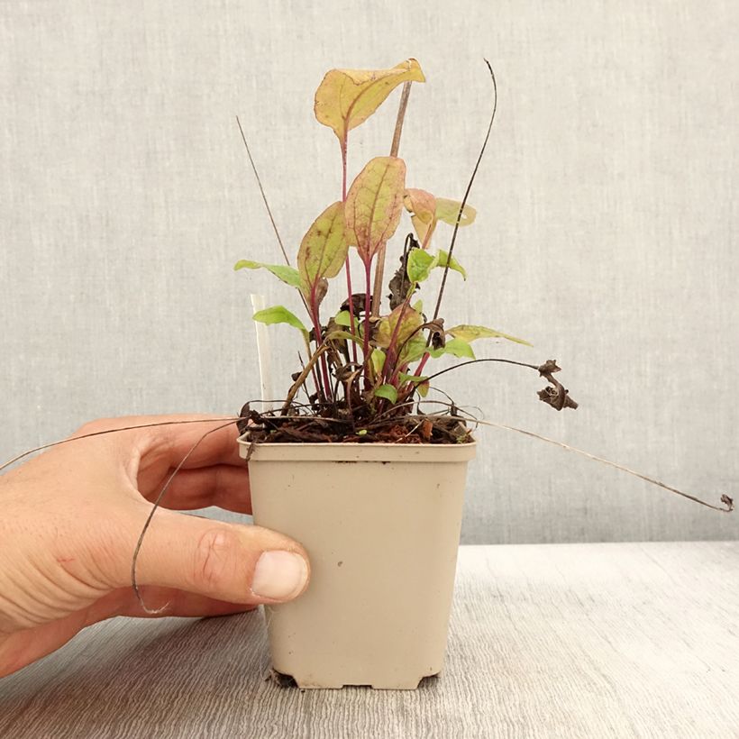 Esemplare di Echinacea Sunny Meadow Mama Vasetto da 8/9 cm come consegnato in autunno