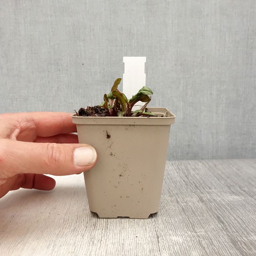 Echinacea Sunny Meadow Mama Vasetto da 8/9 cm esemplare consegnato in primavera