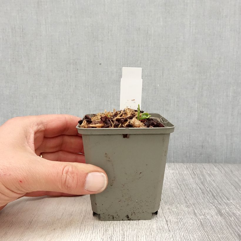 Echinacea purpurea SunSeekers Apple Green Vasetto da 8/9 cm esemplare consegnato in primavera