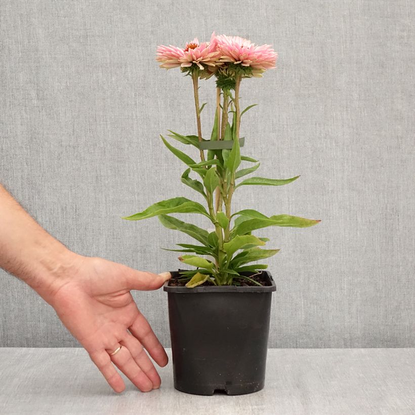 Esemplare di Echinacea purpurea SunSeekers Salmon Vaso da 2L/3L consegnato in estate