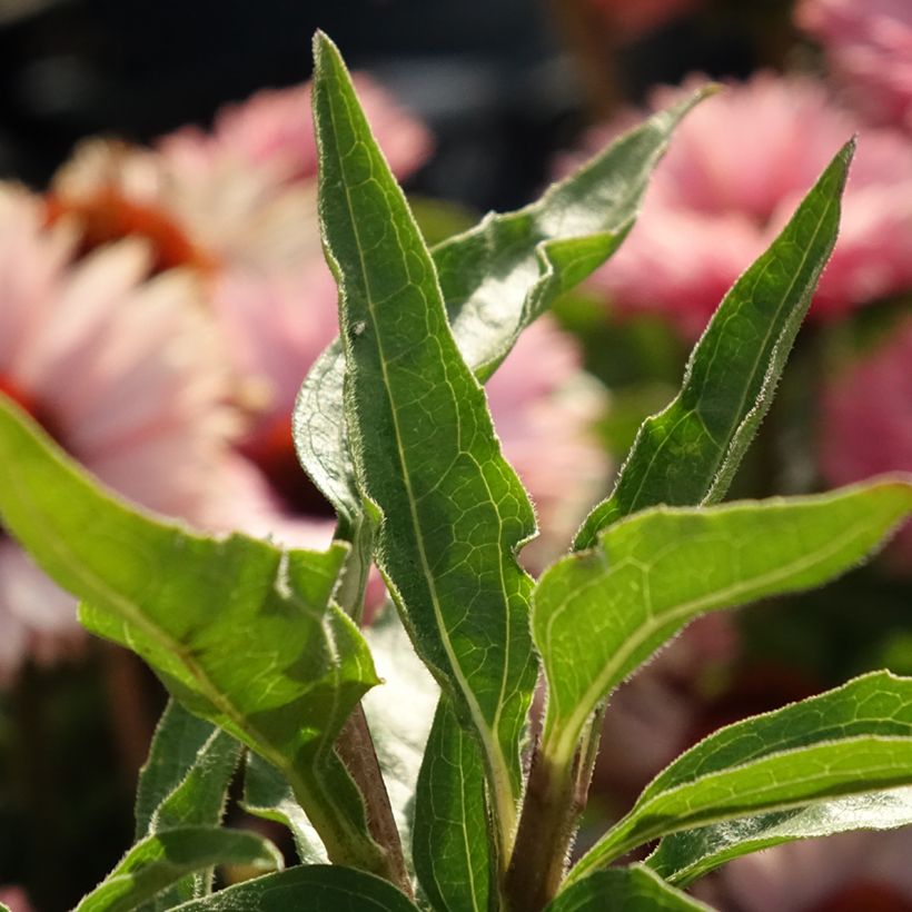 Echinacea purpurea SunSeekers Salmon (Fogliame)