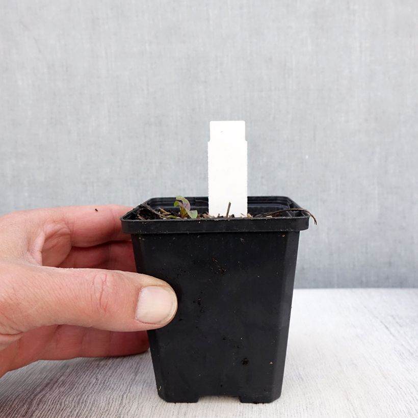 Echinacea purpurea SunSeekers Sweet Fuchsia Vasetto da 8/9 cm esemplare consegnato in primavera