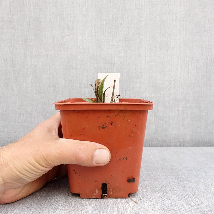 Example of Echinacea purpurea SunSeekers Tequila Sunrise Vaso da 1L/1,5L as you get in printemps