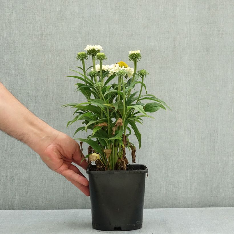 Esemplare di Echinacea purpurea SunSeekers White Perfection Vaso da 2L/3L consegnato in estate