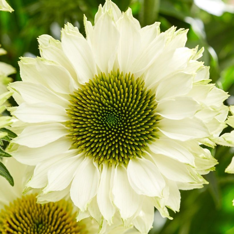 Echinacea purpurea SunSeekers White Perfection (Fioritura)