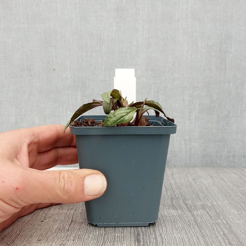 Example of Echinacea Sweet Sandia Vasetto da 8/9 cm as you get in printemps