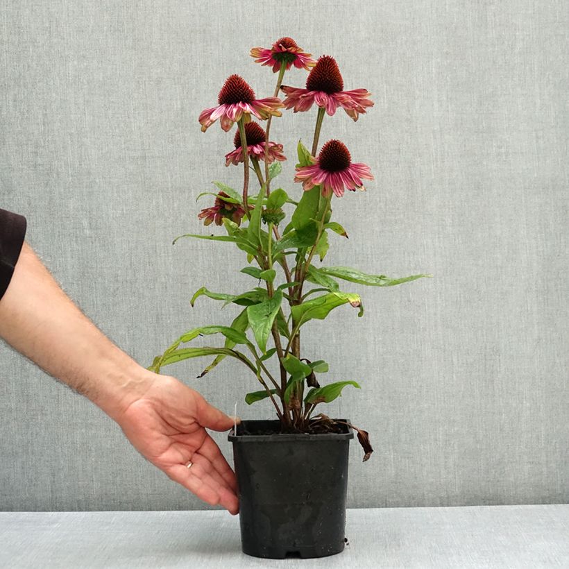 Esemplare di Echinacea Sweet Sandia Vaso da 2L/3L consegnato in estate
