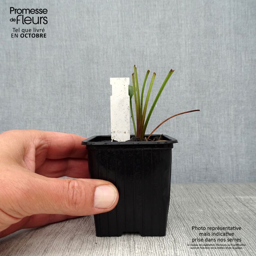 Esemplare di Echinacea Tiki Torch Vasetto da 8/9 cm come consegnato in autunno