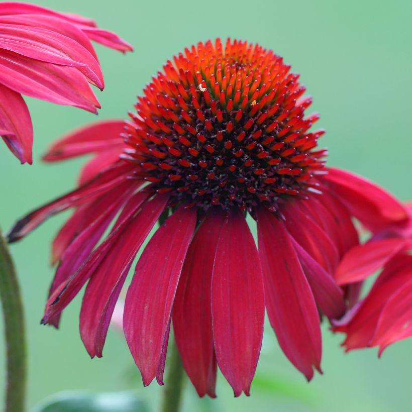 Echinacea purpurea Sombrero Baja Burgundy (Flowering)