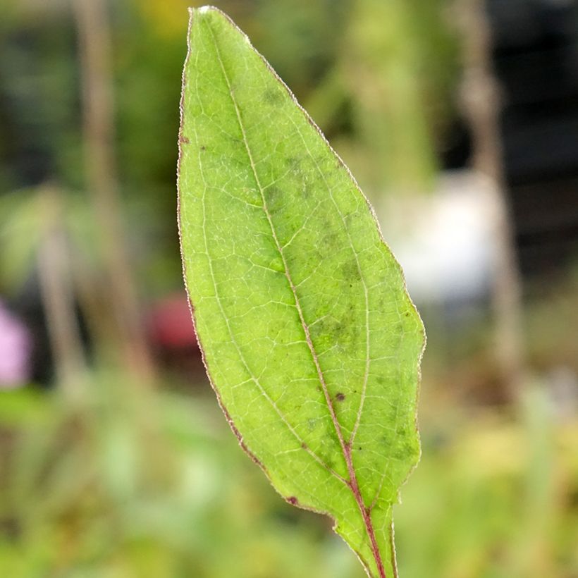 Echinacea purpurea Sombrero Baja Burgundy (Foliage)