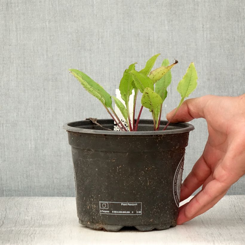 Esemplare di Echinacea purpurea Sombrero Baja Burgundy Vaso da 2L/3L consegnato in estate