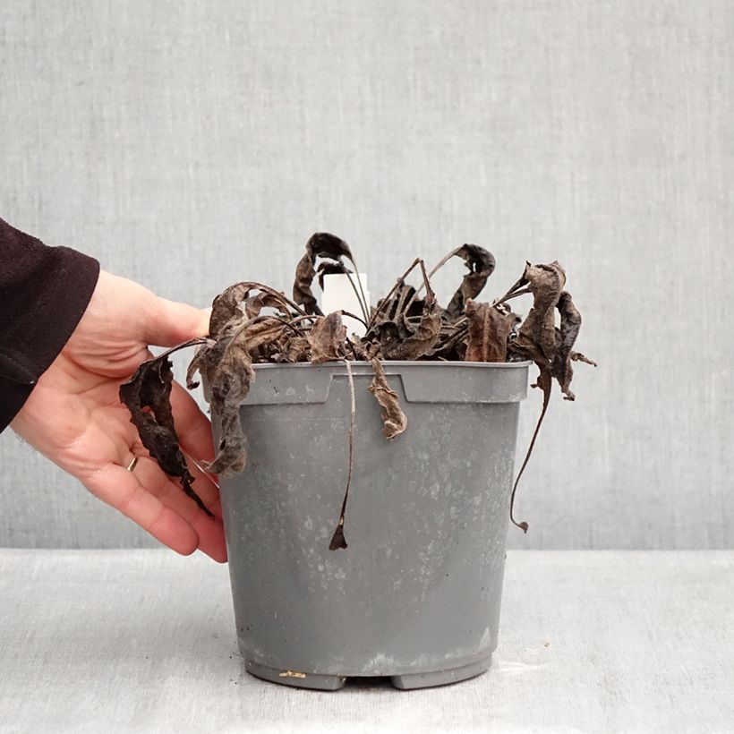 Example of Echinacea purpurea Sombrero Baja Burgundy Vaso da 2L/3L as you get in hiver