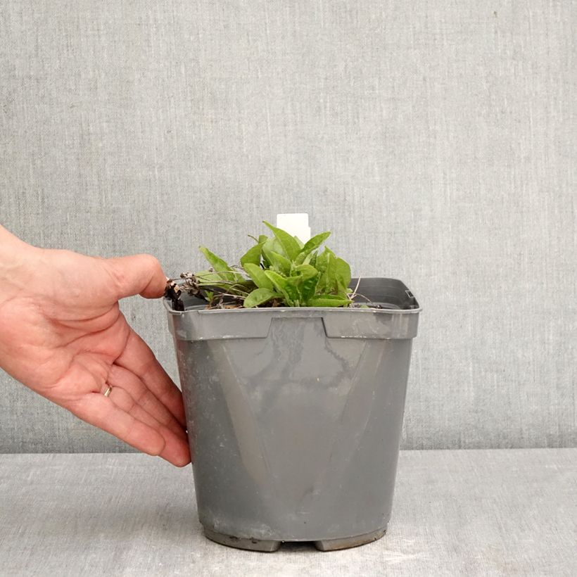 Echinacea purpurea Sombrero Baja Burgundy Vaso da 2L/3L esemplare consegnato in primavera