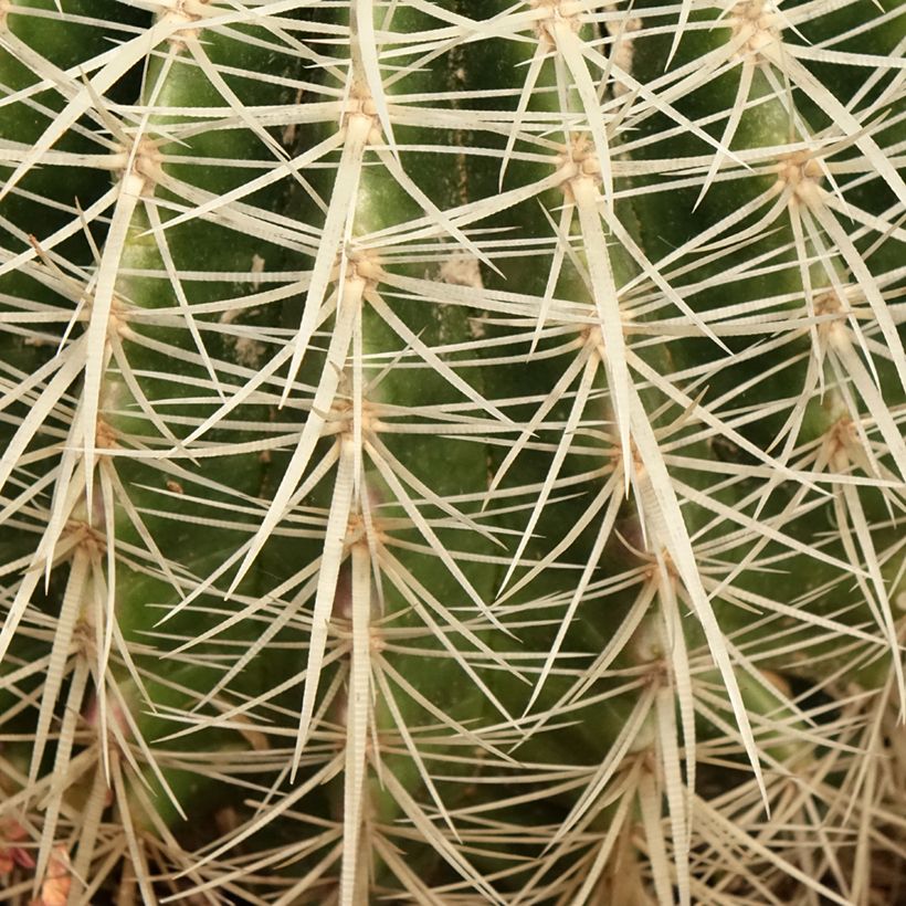 Echinocactus grusonii var. albispinus (Foliage)