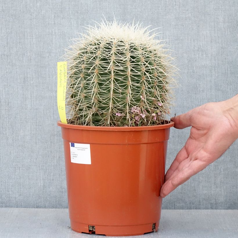 Example of Echinocactus grusonii var. albispinus Vaso da 4L/5L as you get in printemps