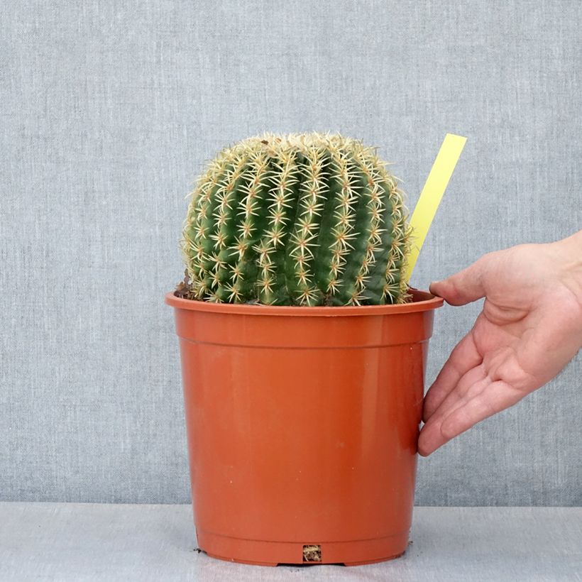 Example of Echinocactus grusonii var. brevispinus Vaso da 4L/5L as you get in printemps