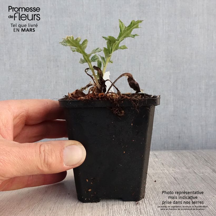 Echinops bannaticus Blue Glow - Cardo pallottola Vasetto da 8/9 cm esemplare consegnato in primavera