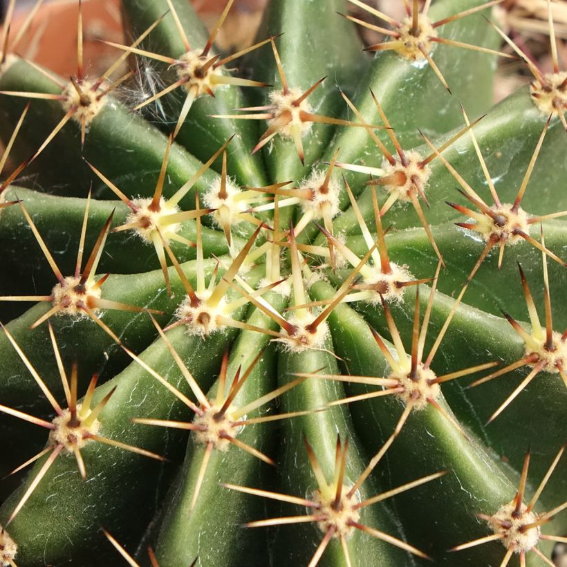 Echinopsis multiplex (Fogliame)