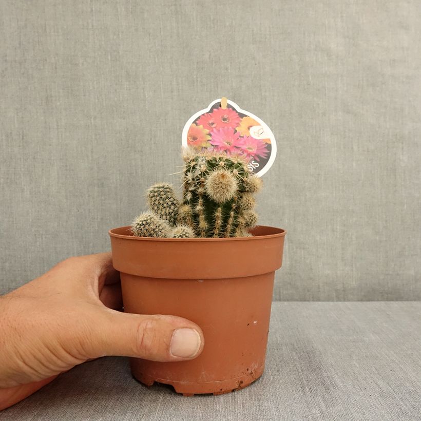 Esemplare di Echinopsis multiplex Vaso da 1L/1,5L consegnato in estate