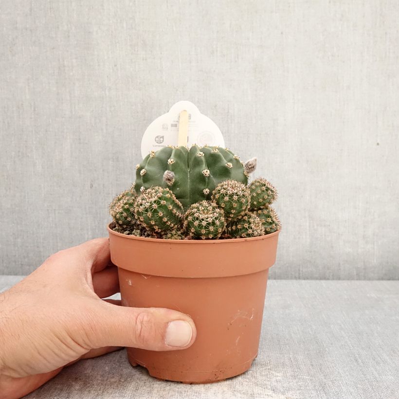 Echinopsis multiplex Vaso da 1L/1,5L esemplare consegnato in primavera