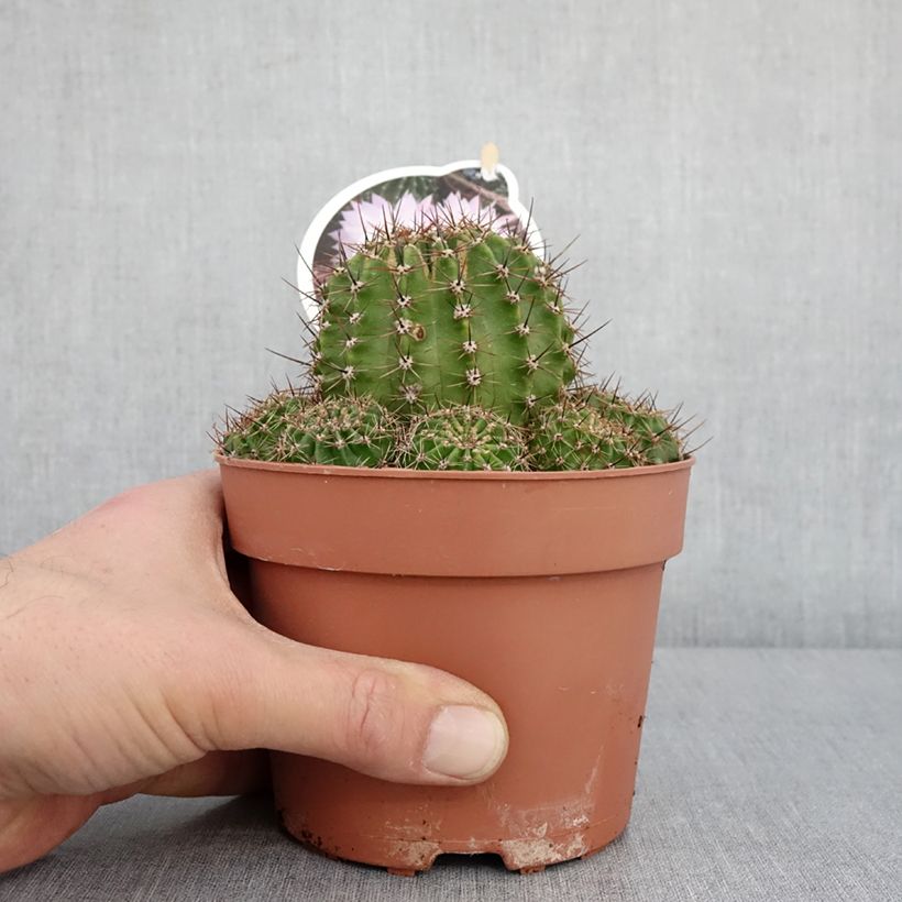 Example of Echinopsis multiplex Vaso da 1L/1,5L as you get in hiver