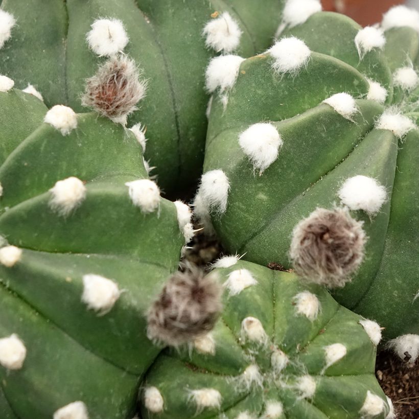 Echinopsis subdenudata (Fogliame)