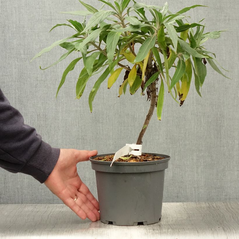 Esemplare di Echium candicans - Viperina candeggiante Vaso da 3L/4L consegnato in estate