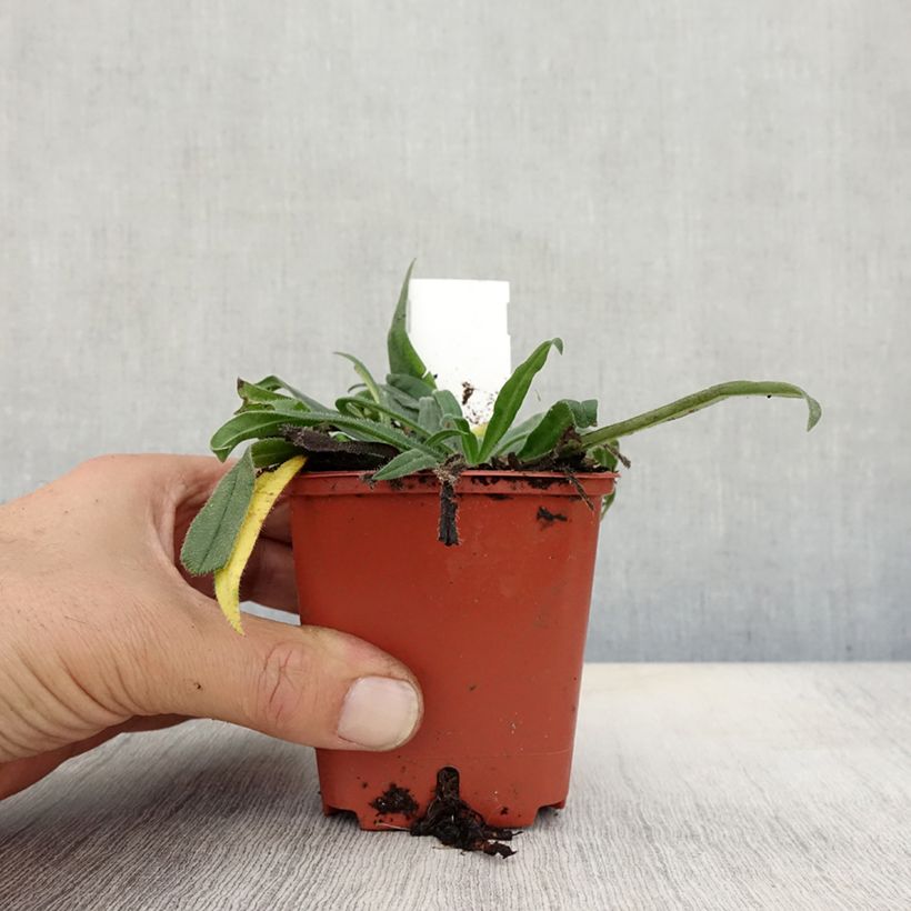 Esemplare di Echium russicum - Viperina Vasetto da 8/9 cm come consegnato in autunno