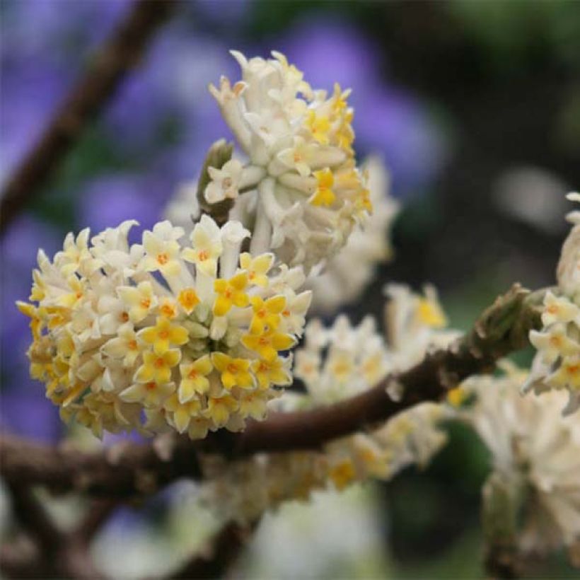 Edgeworthia chrysantha - Bastone di san Giuseppe (Flowering)