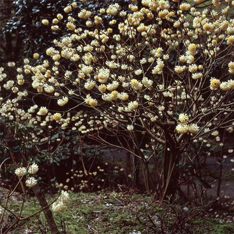 Edgeworthia chrysantha - Bastone di san Giuseppe (Plant habit)