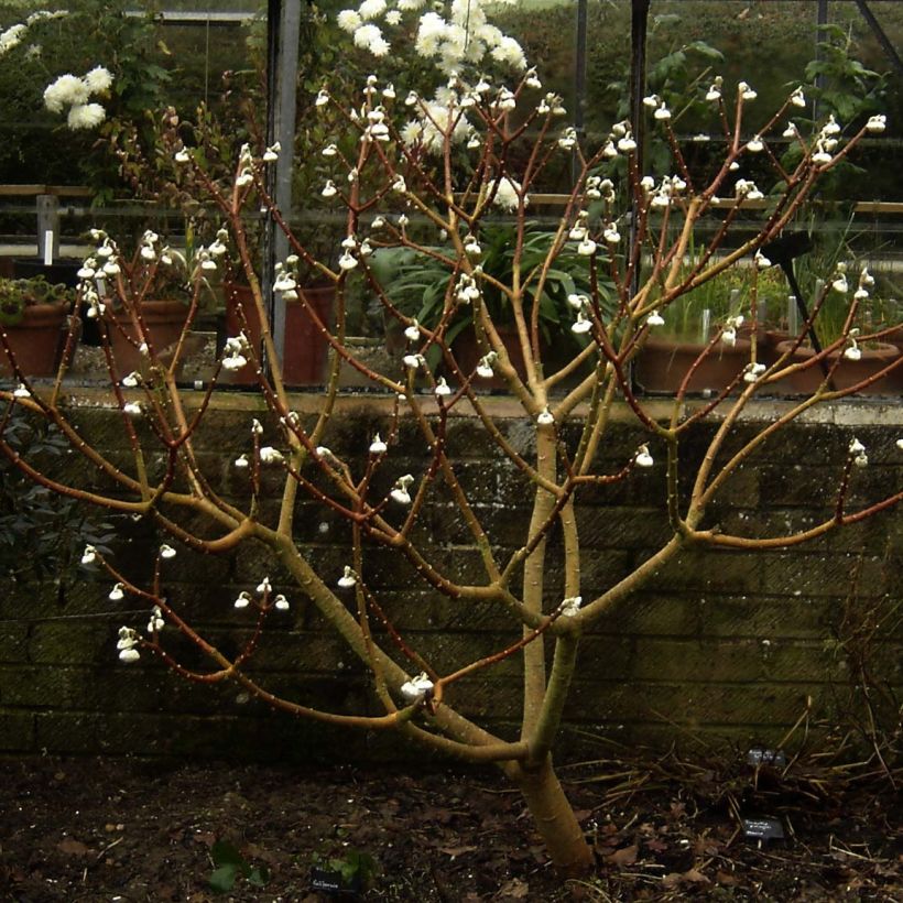Edgeworthia chrysantha Grandiflora - Bastone di san Giuseppe (Plant habit)