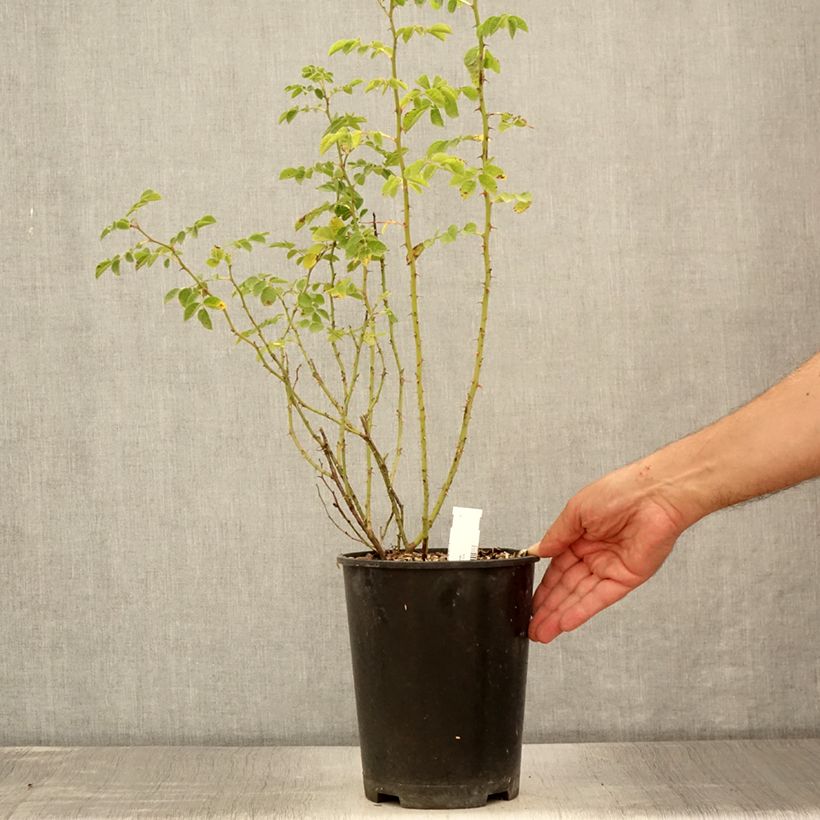 Example of Rosa rubiginosa - Rosa balsamina Vaso da 2L/3L as you get in ete