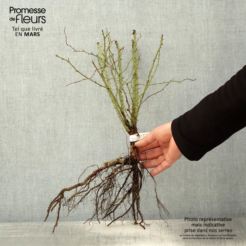 Example of Rosa rubiginosa - Rosa balsamina Piante piccole a radice nuda as you get in printemps