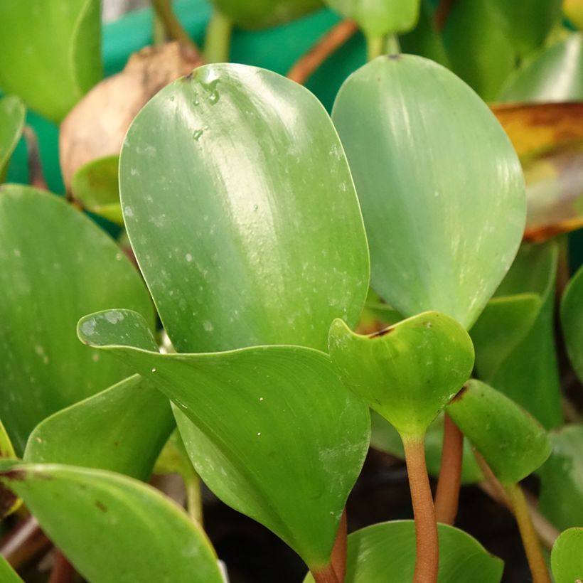 Eichhorna azurea (Fogliame)