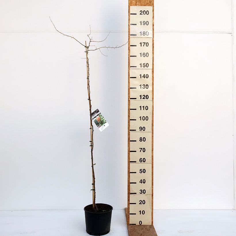 Example of Elaeagnus angustifolia - Olivagno Vaso da 7,5L/10L as you get in hiver