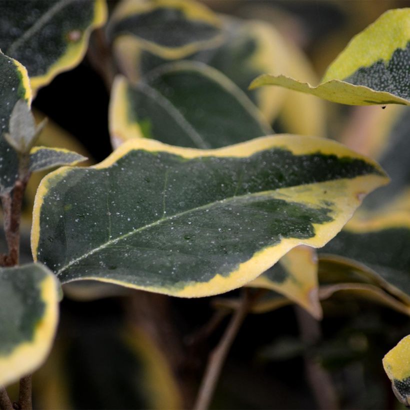 Elaeagnus ebbingei Gilt Edge - Eleagno (Foliage)