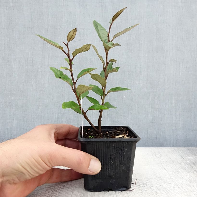 Esemplare di Elaeagnus ebbingei - Chalef de Ebbing Godet de 8/9 cm come consegnato in autunno