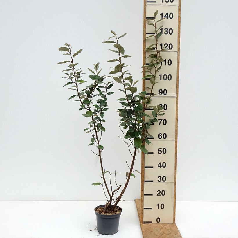 Esemplare di Elaeagnus ebbingei Compacta - Eleagno Vaso da 2L/3L come consegnato in autunno